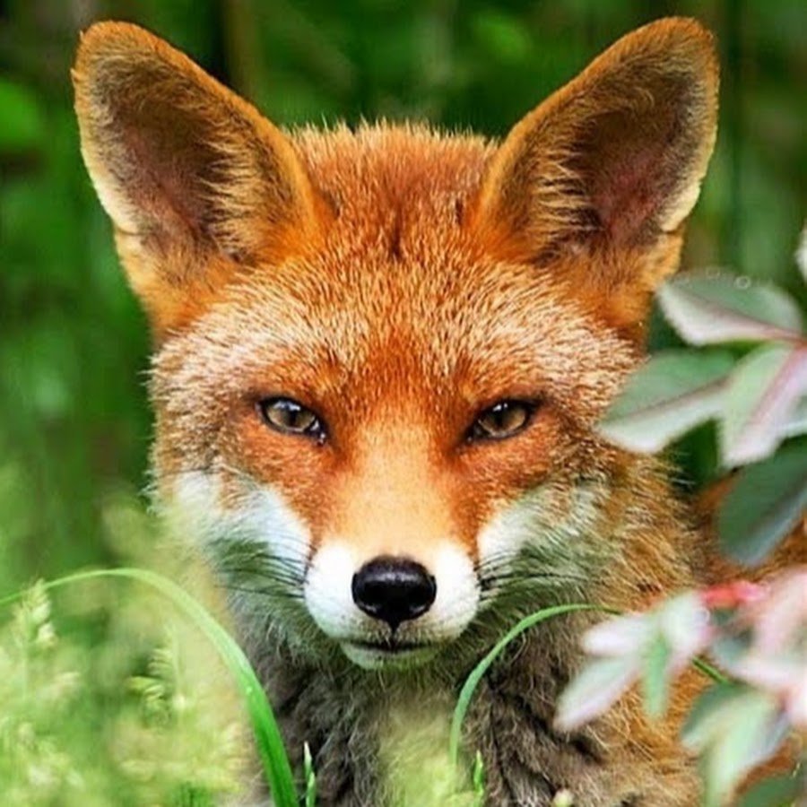 Art of Silverfox лисята