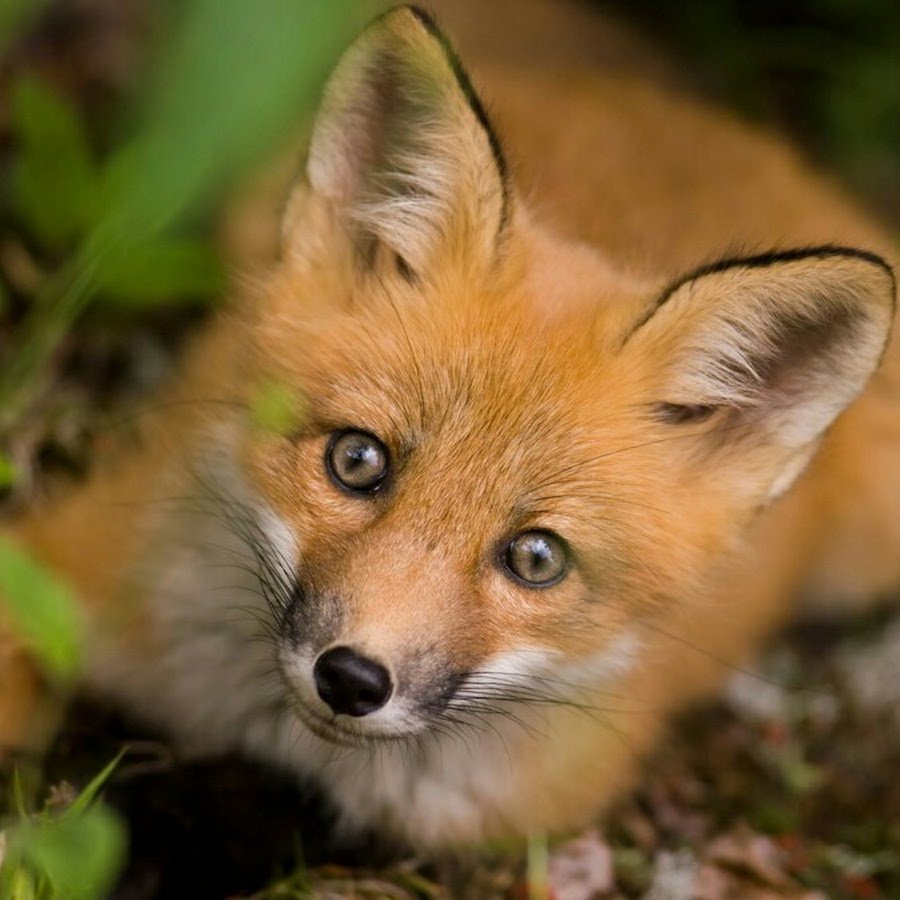 Добрый Лисенок