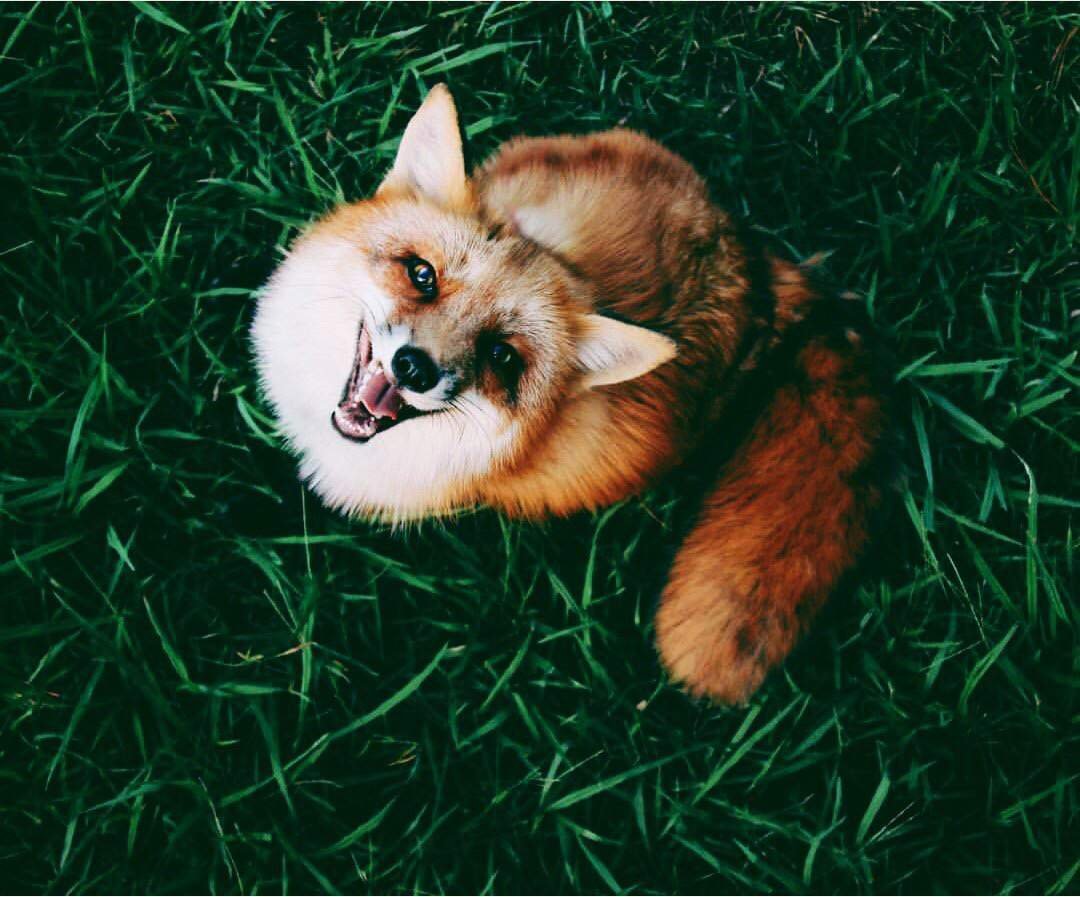 Счастливая лиса Джунипер