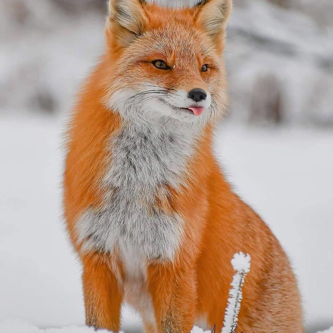 Алексей Лис