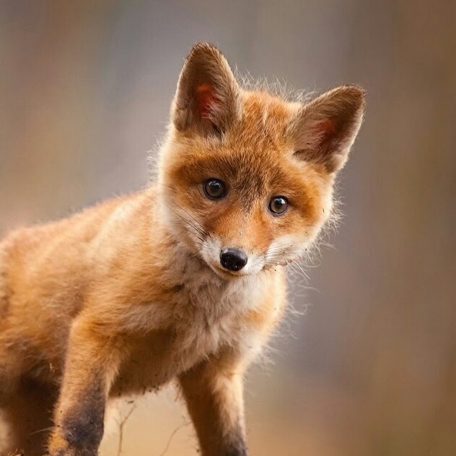 Лиса Джунипер новый год