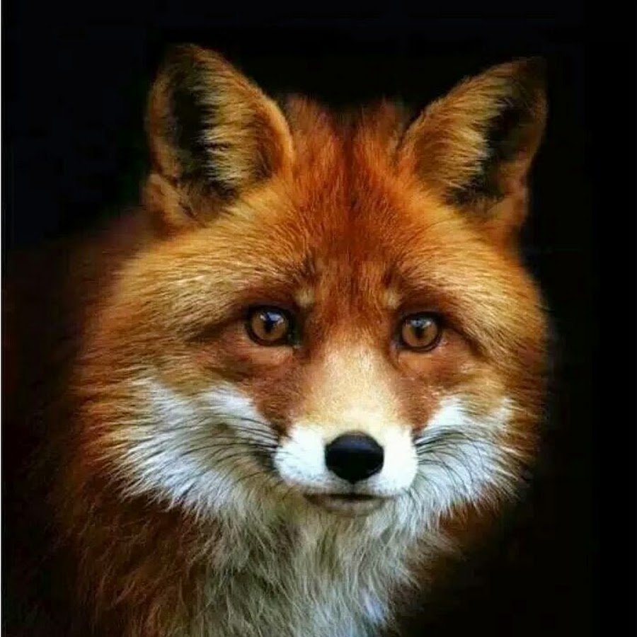 Обои на рабочий стол лиса