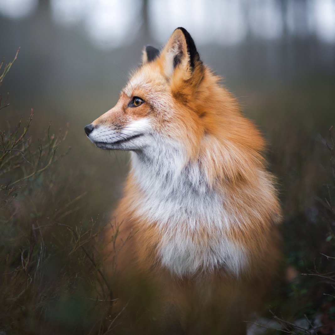 Лиса на аву