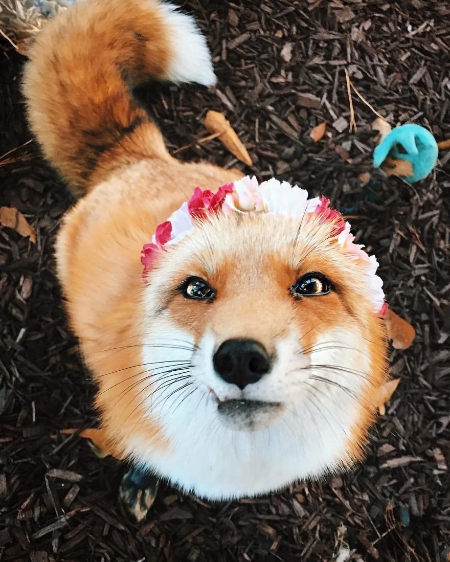 Моя Лисичка