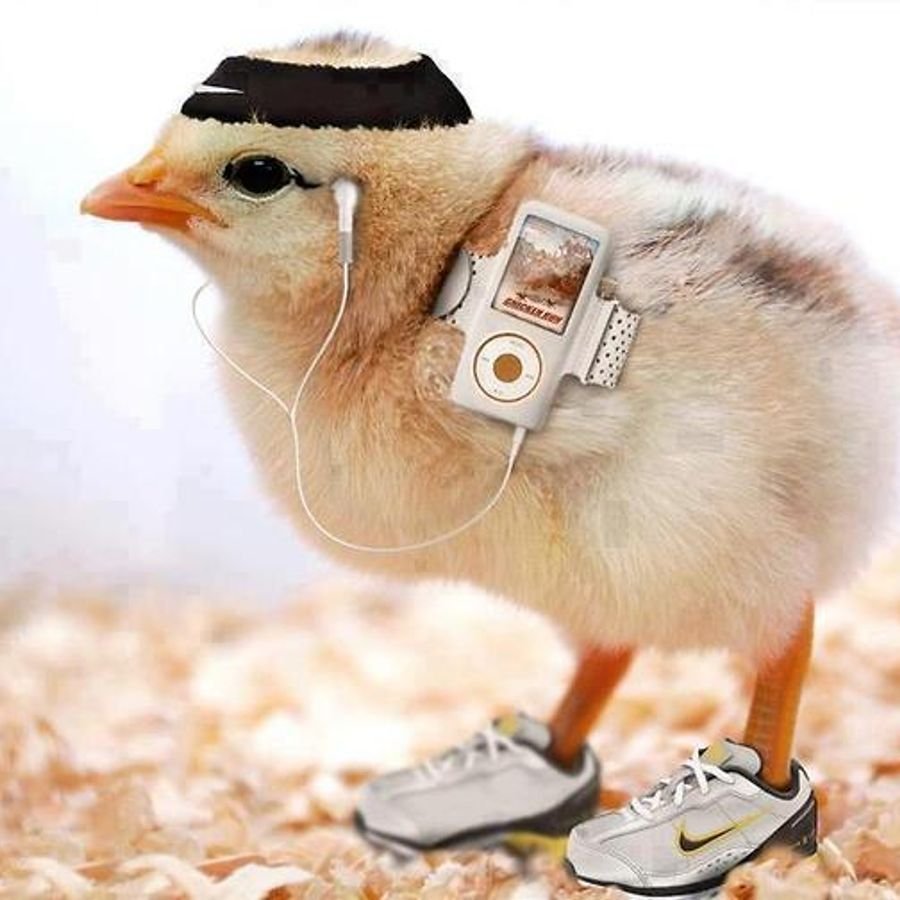 Курица в очках