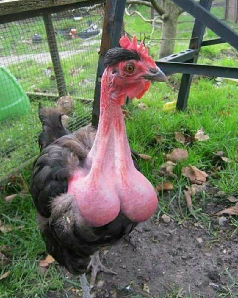 Обнимает курицу