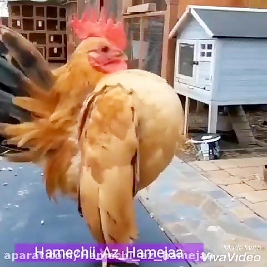 Самая смешная курица в мире