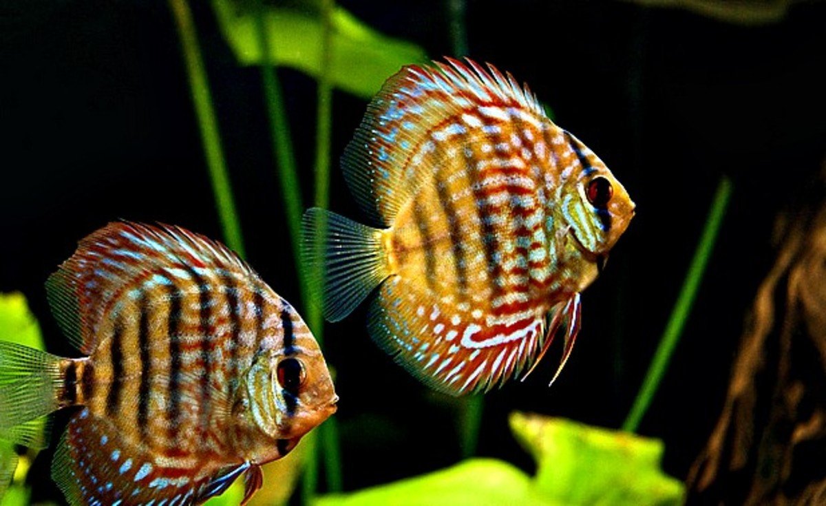 Полосатый губан