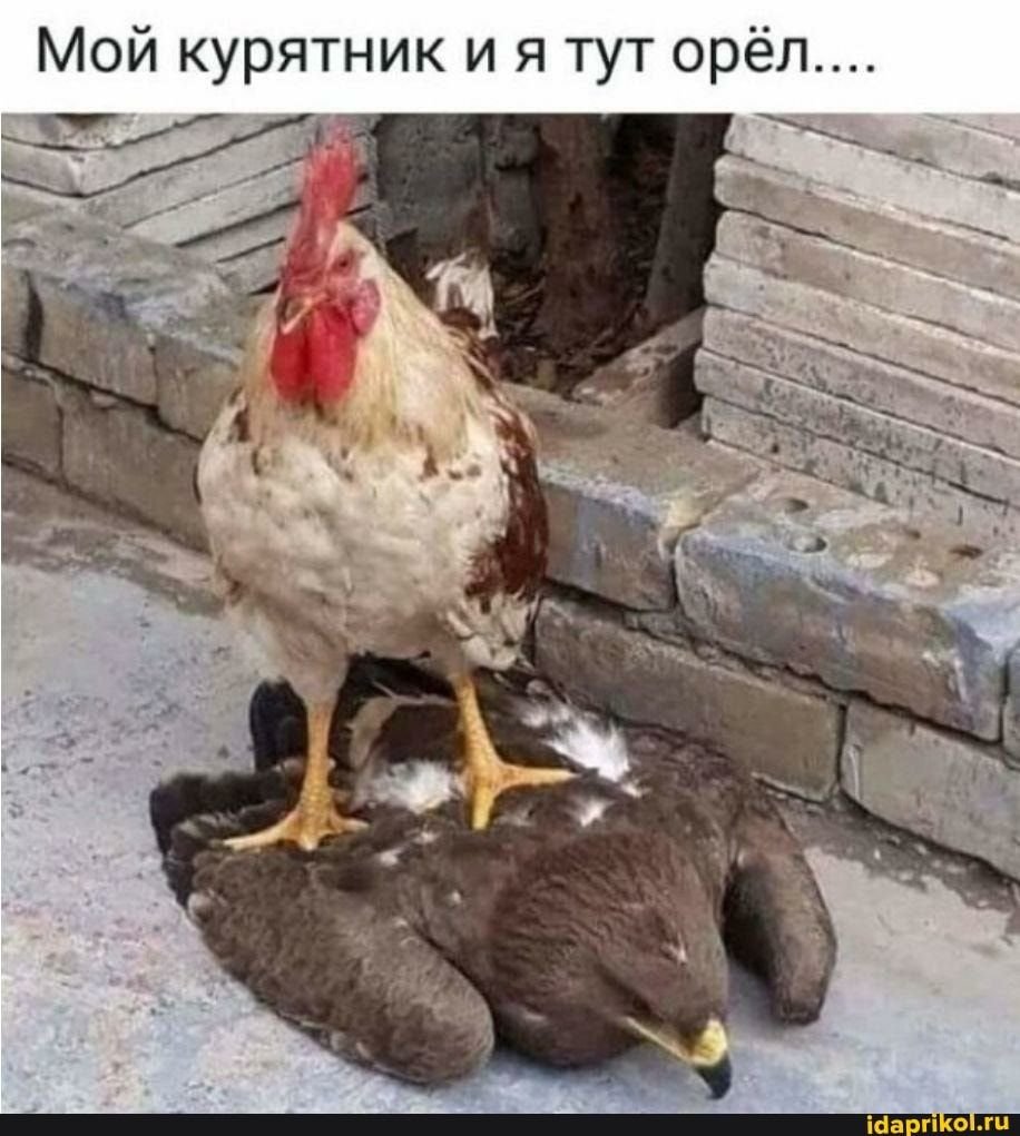 Смешной цыпленок