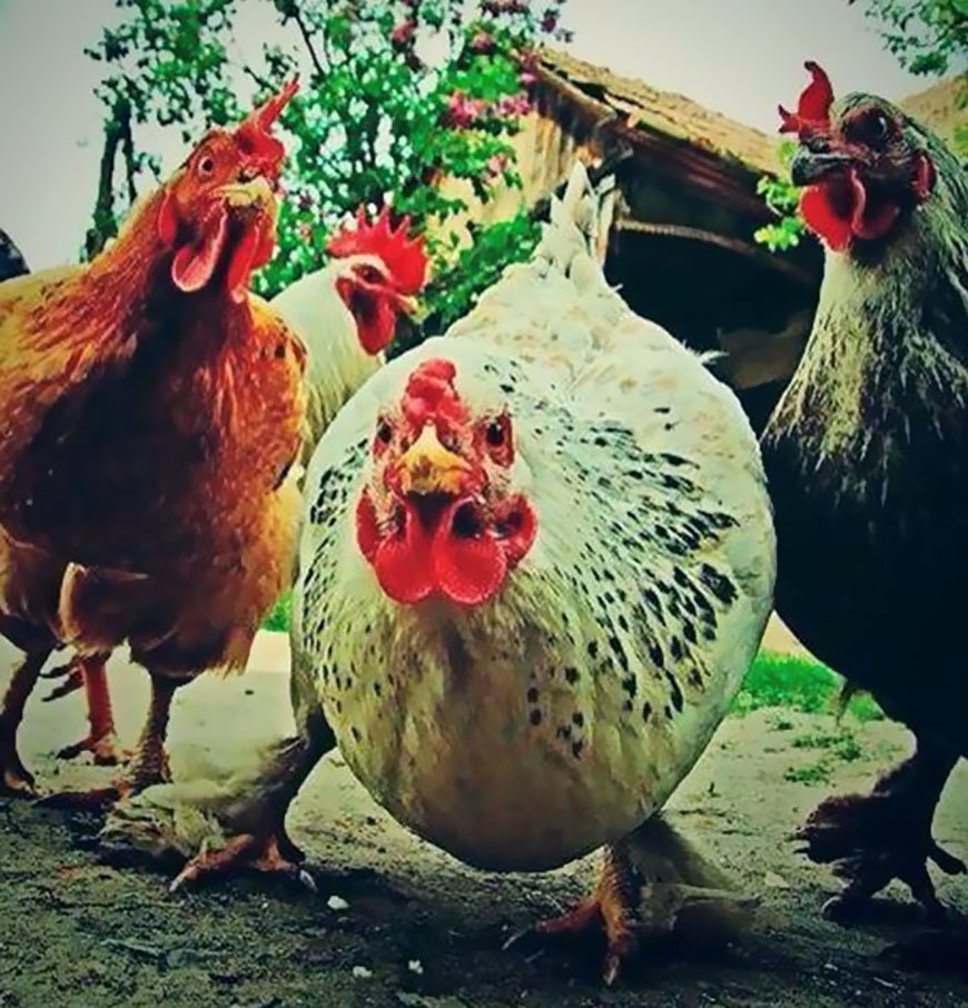 Заботливая Курочка