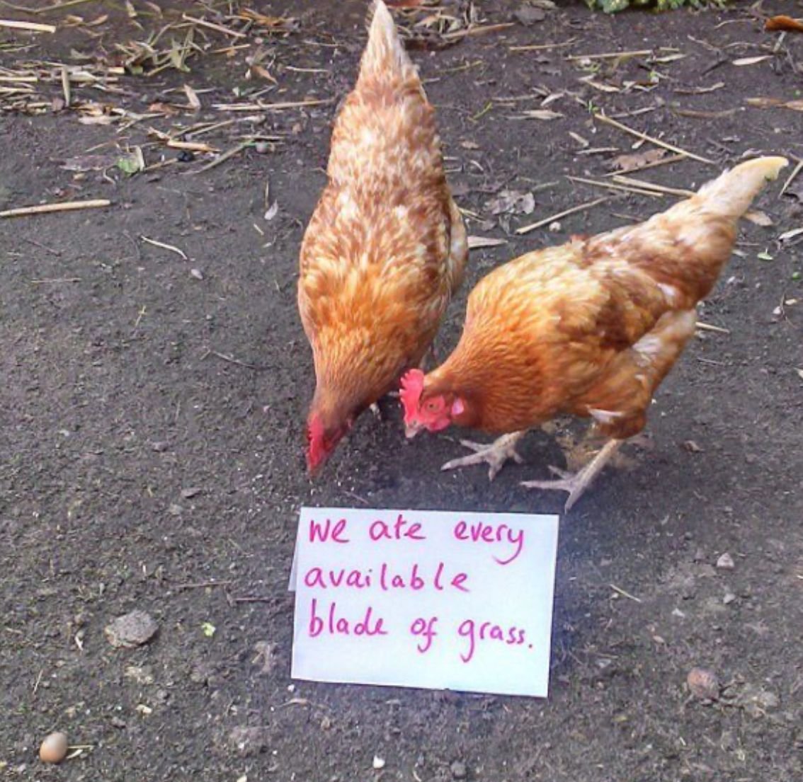 Вперед курочки