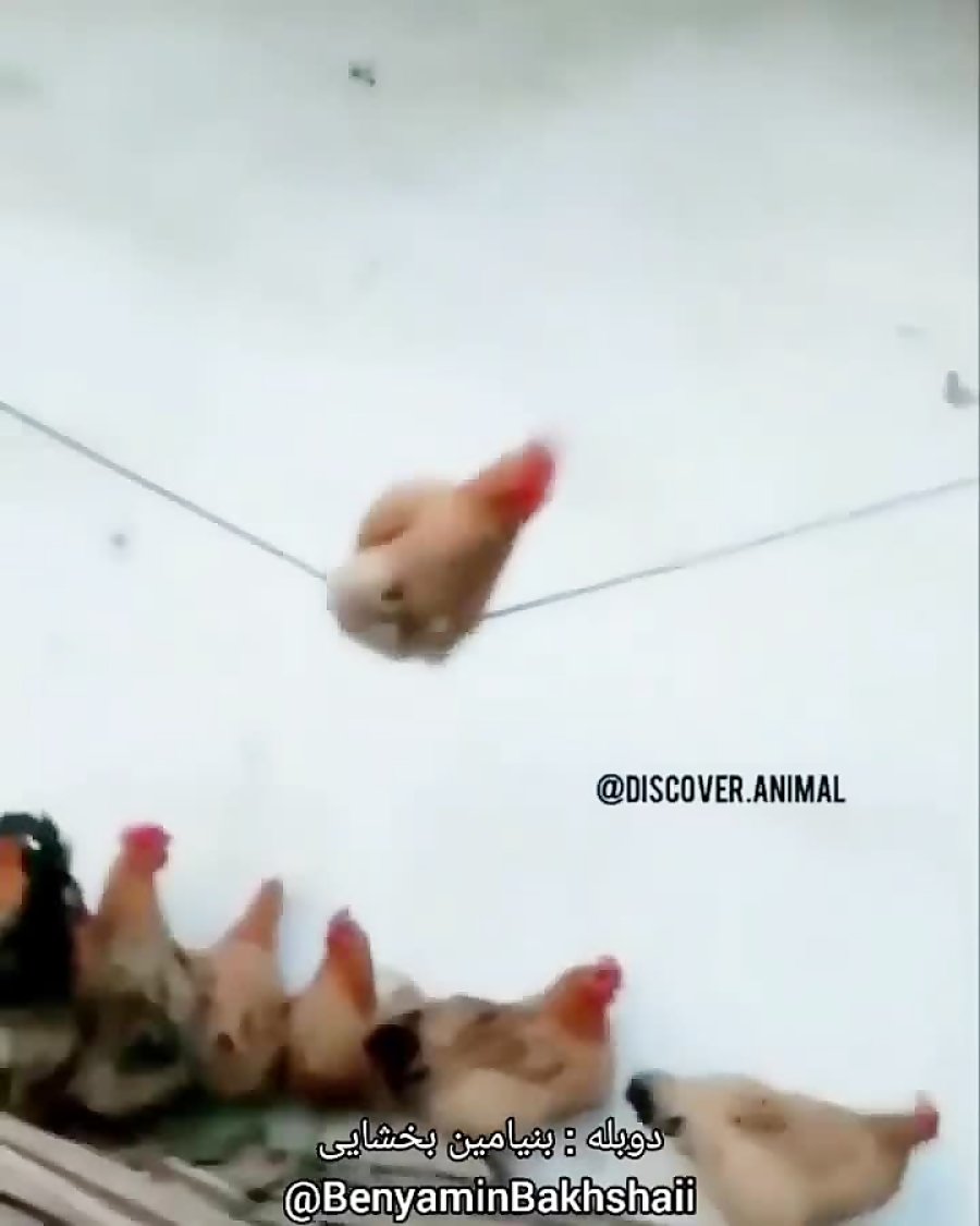 Прикольная курица