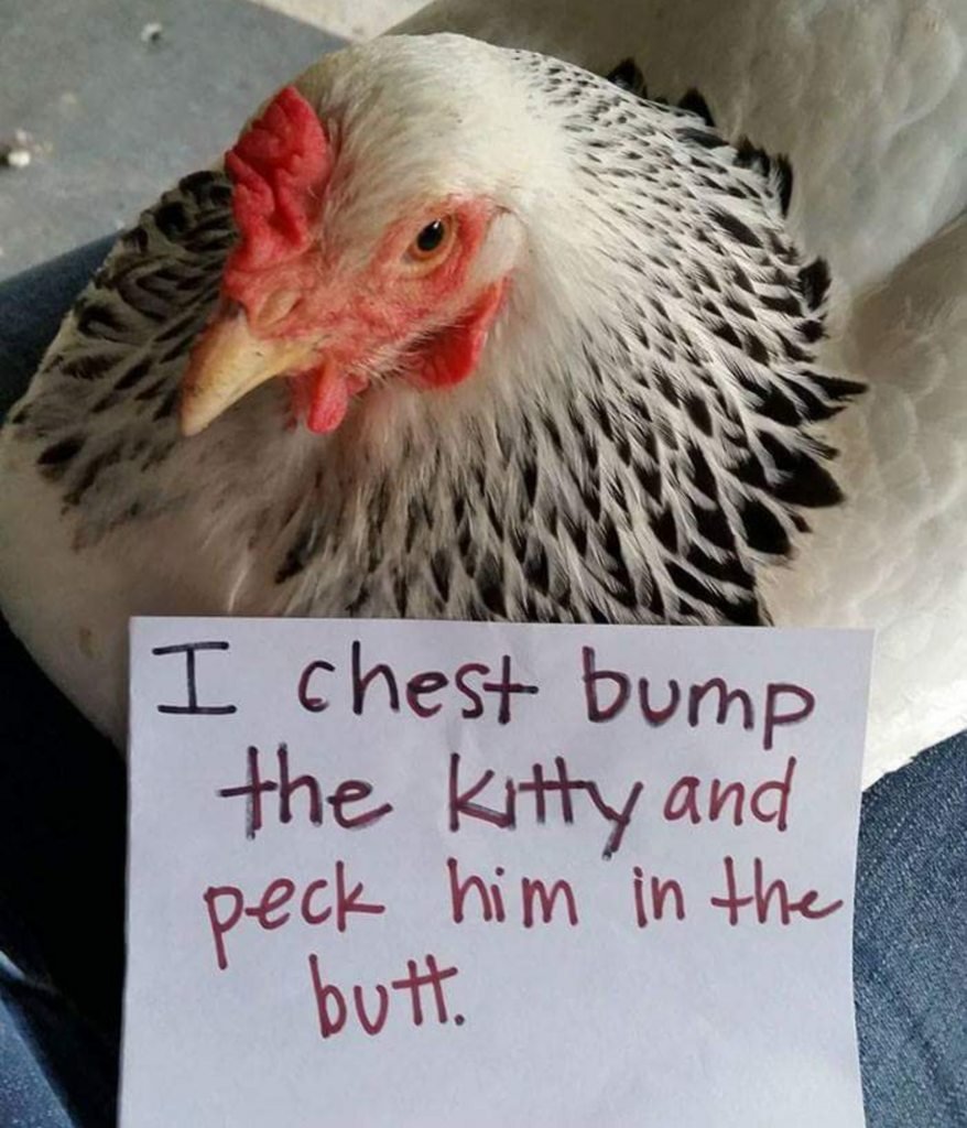 Петух бежит