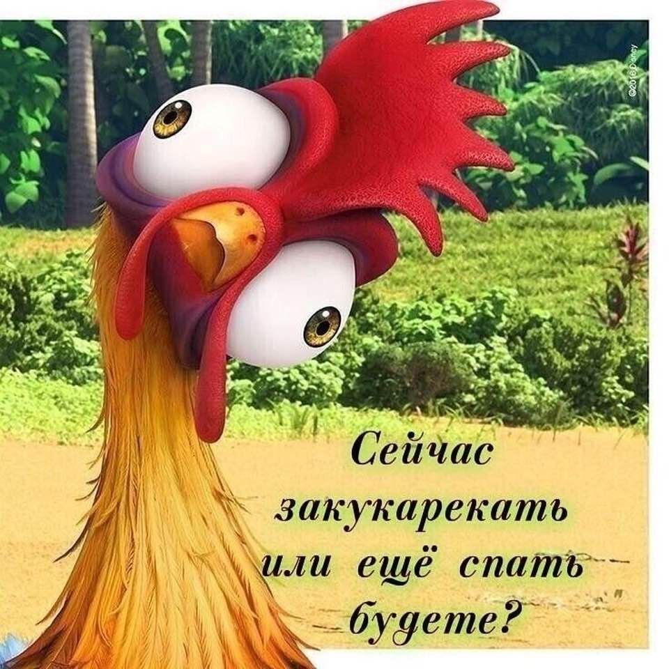 Цыпленок в юбке