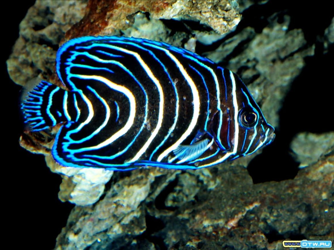 Скалярии Альтум