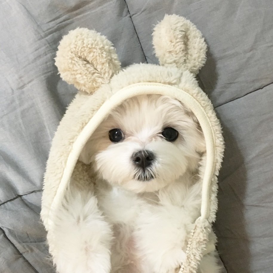 Милая собачка