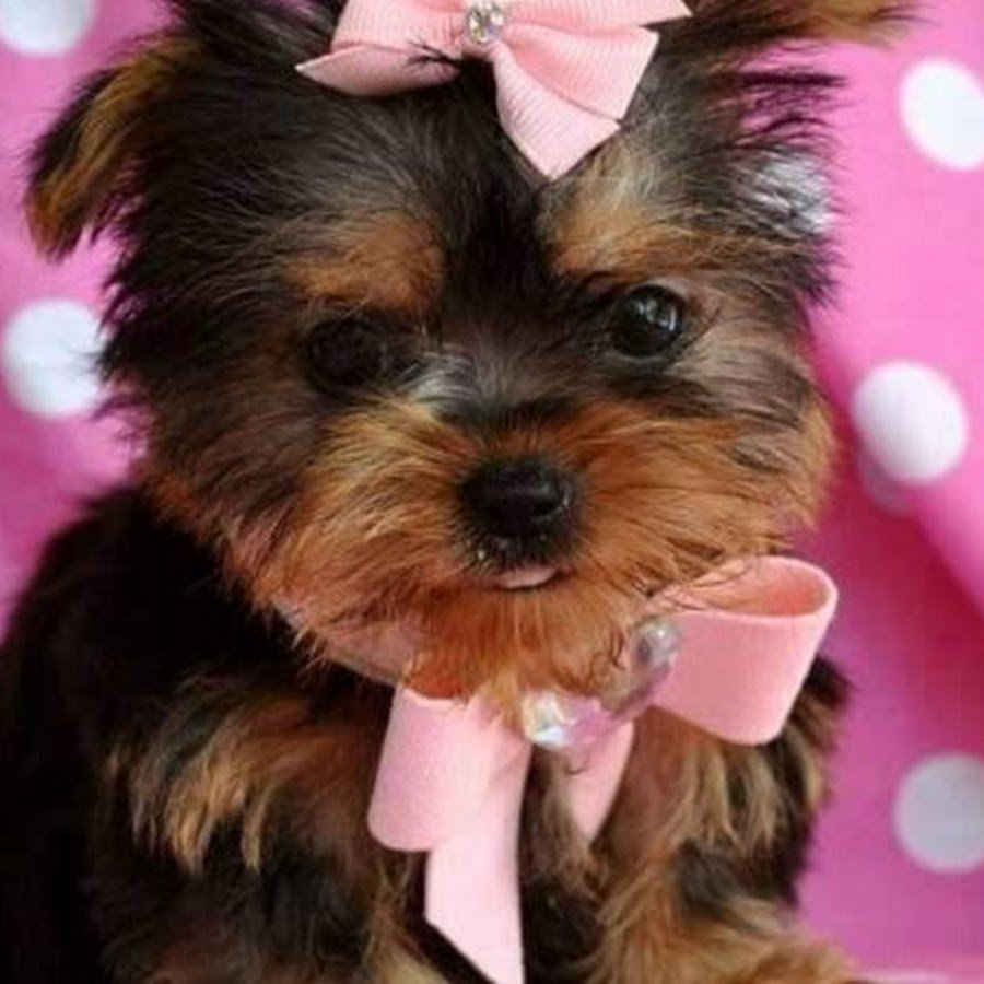 Ершистый терьер мини