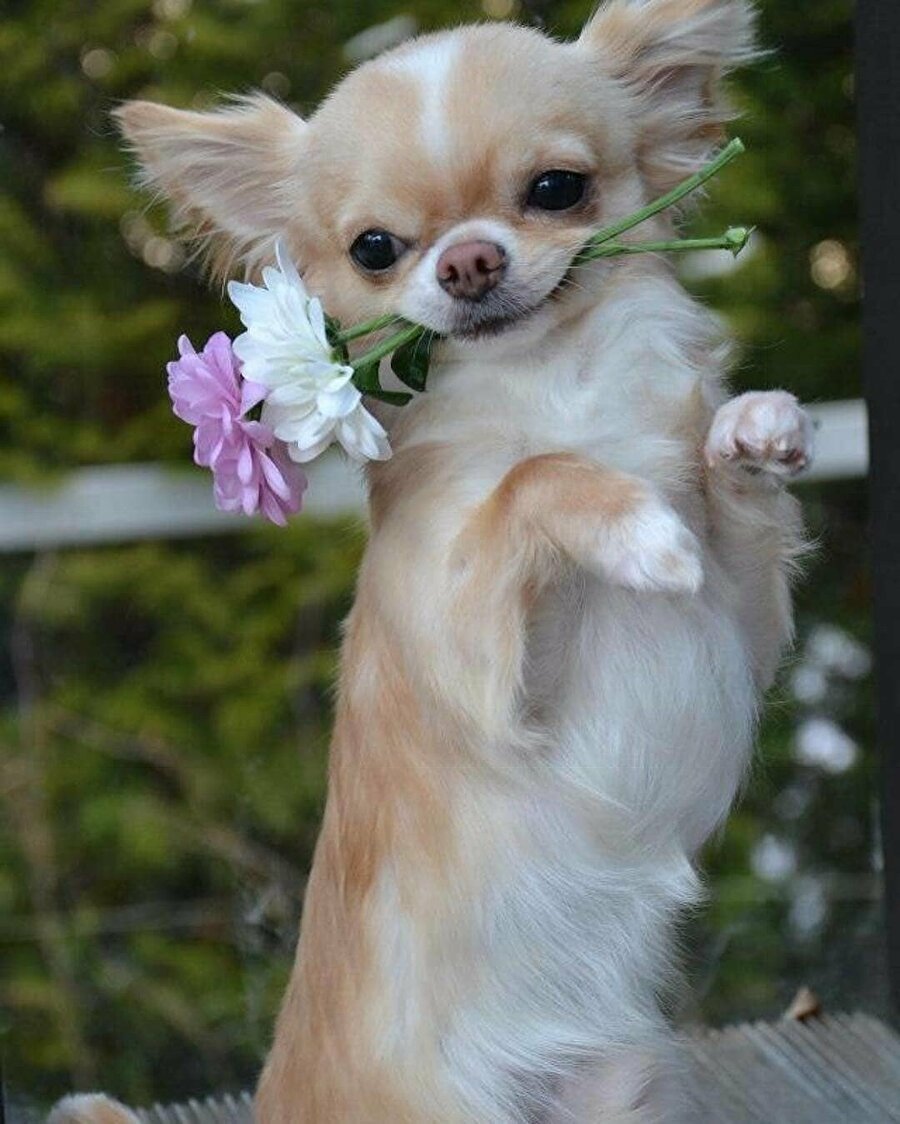 Чихуахуа длинношерстные