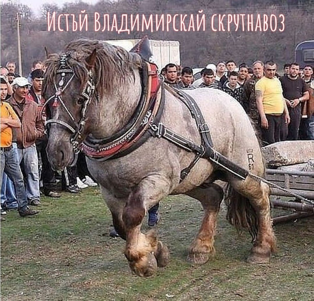 Владимирский тяжеловоз лошадь