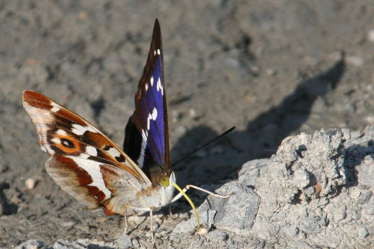 Переливница Ивовая Apatura Iris