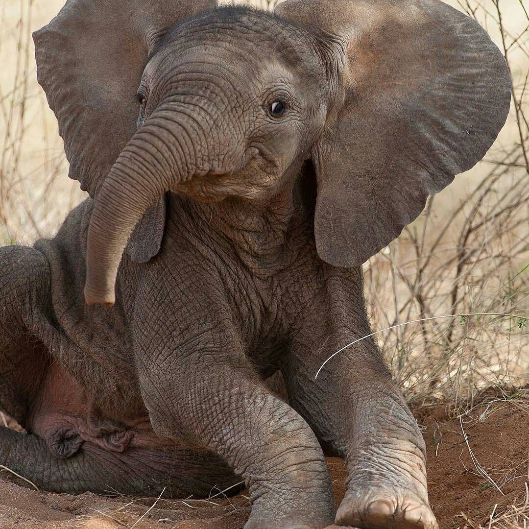 Забавные слоны