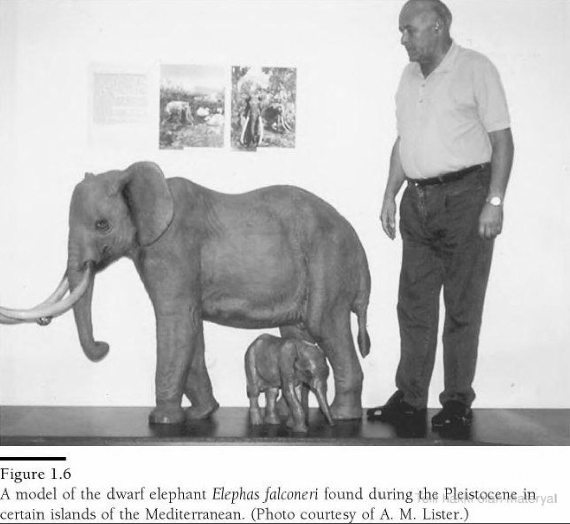 Сафари акварель животные детские слон