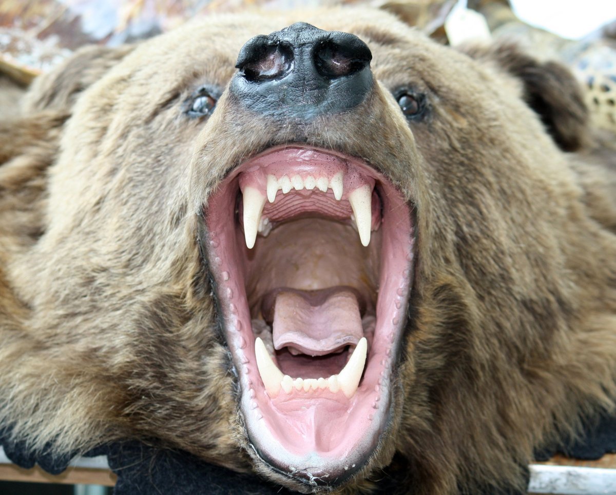 Без зубов загрызет. Медведь Гризли в Канаде. Медведь Гризли нападение на человека. Грозный медведь Гризли. Самый опасный медведь в мире Гризли.