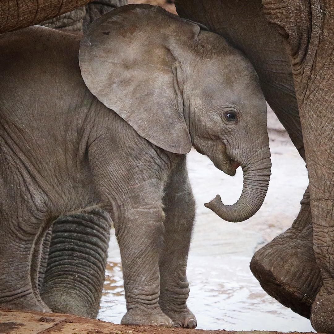 Слоненок с цветочком