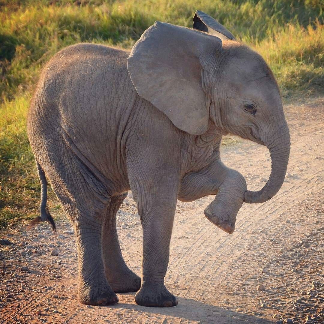 Слон вид сбоку