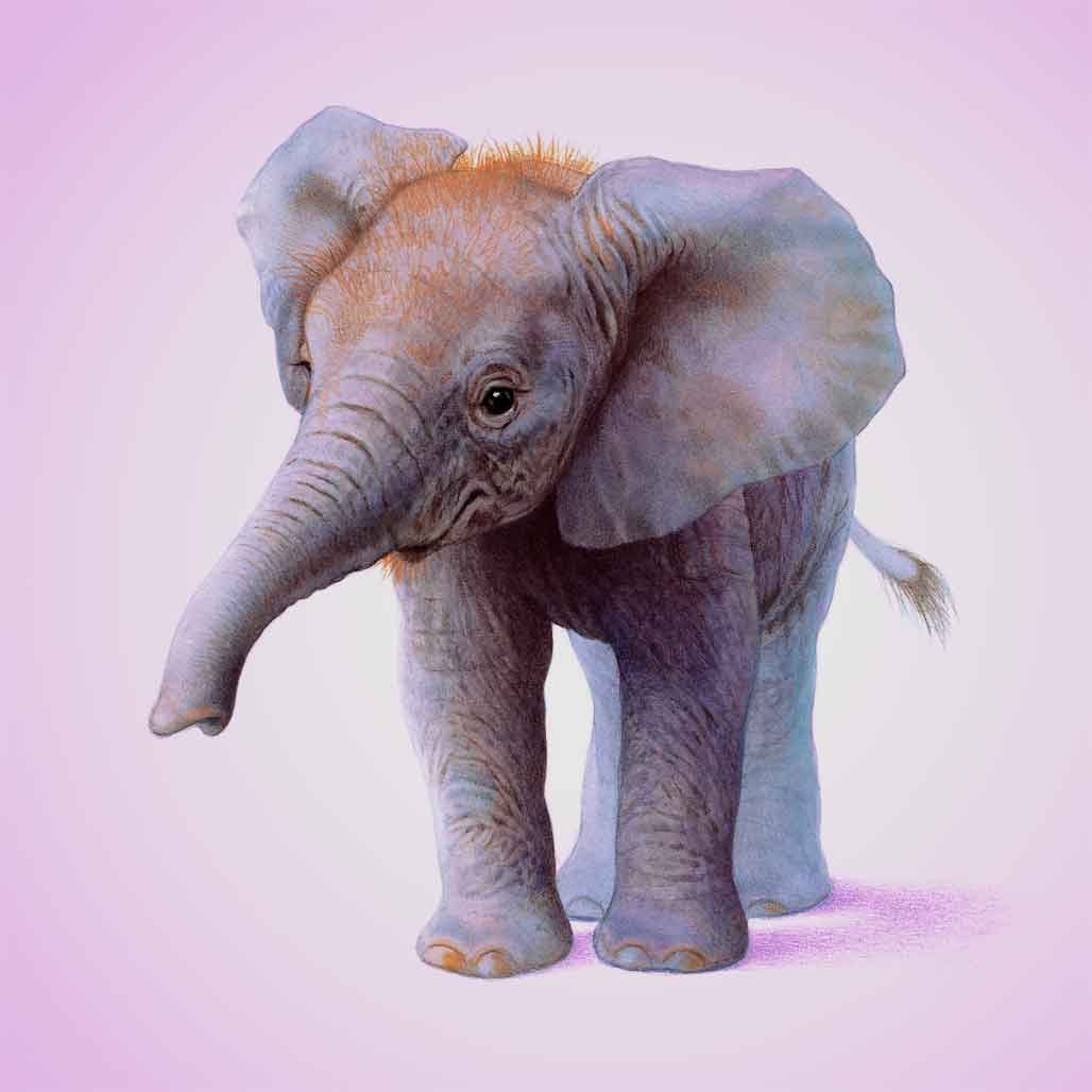 Слоны в разных позах