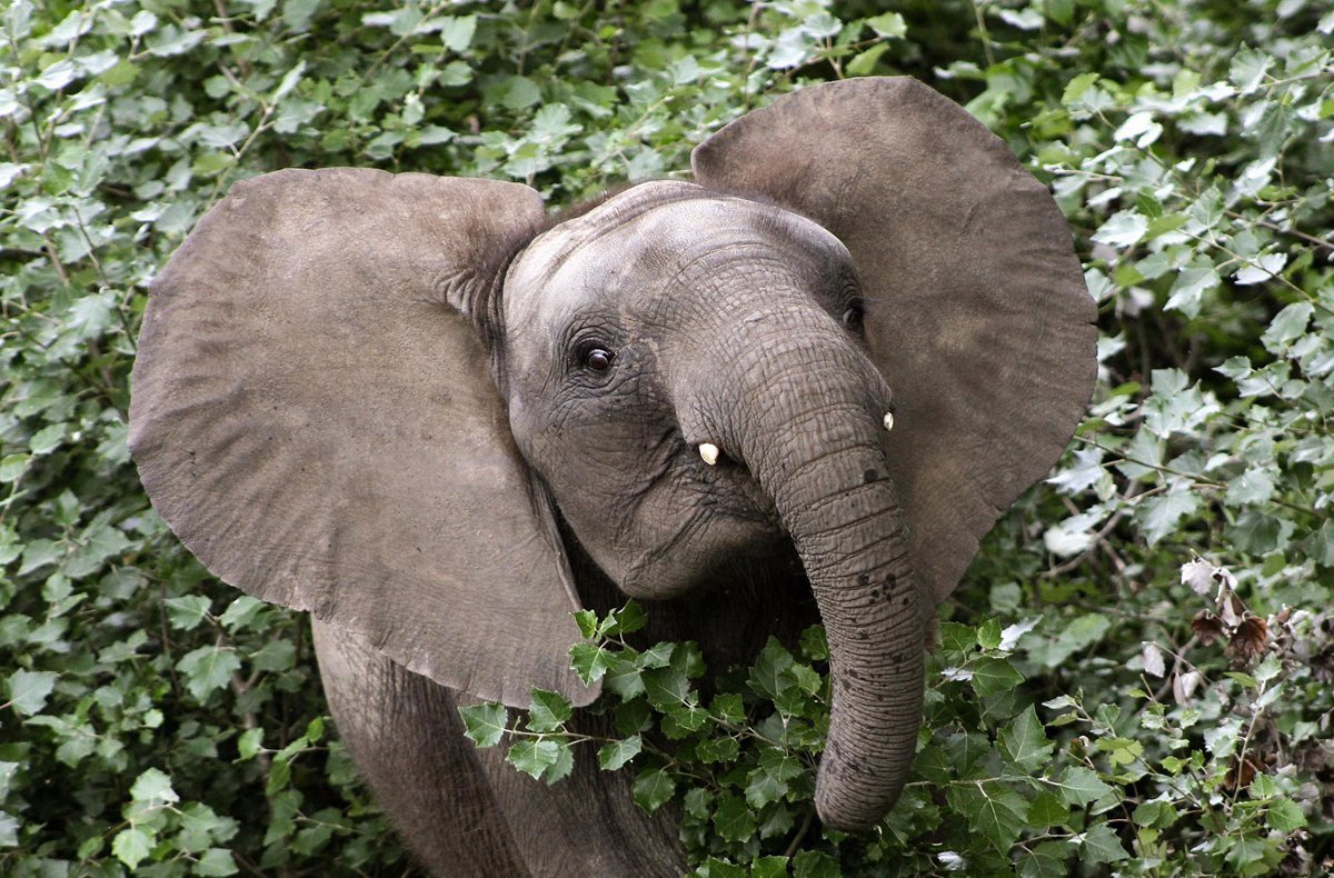 Детеныш слона новорожденный