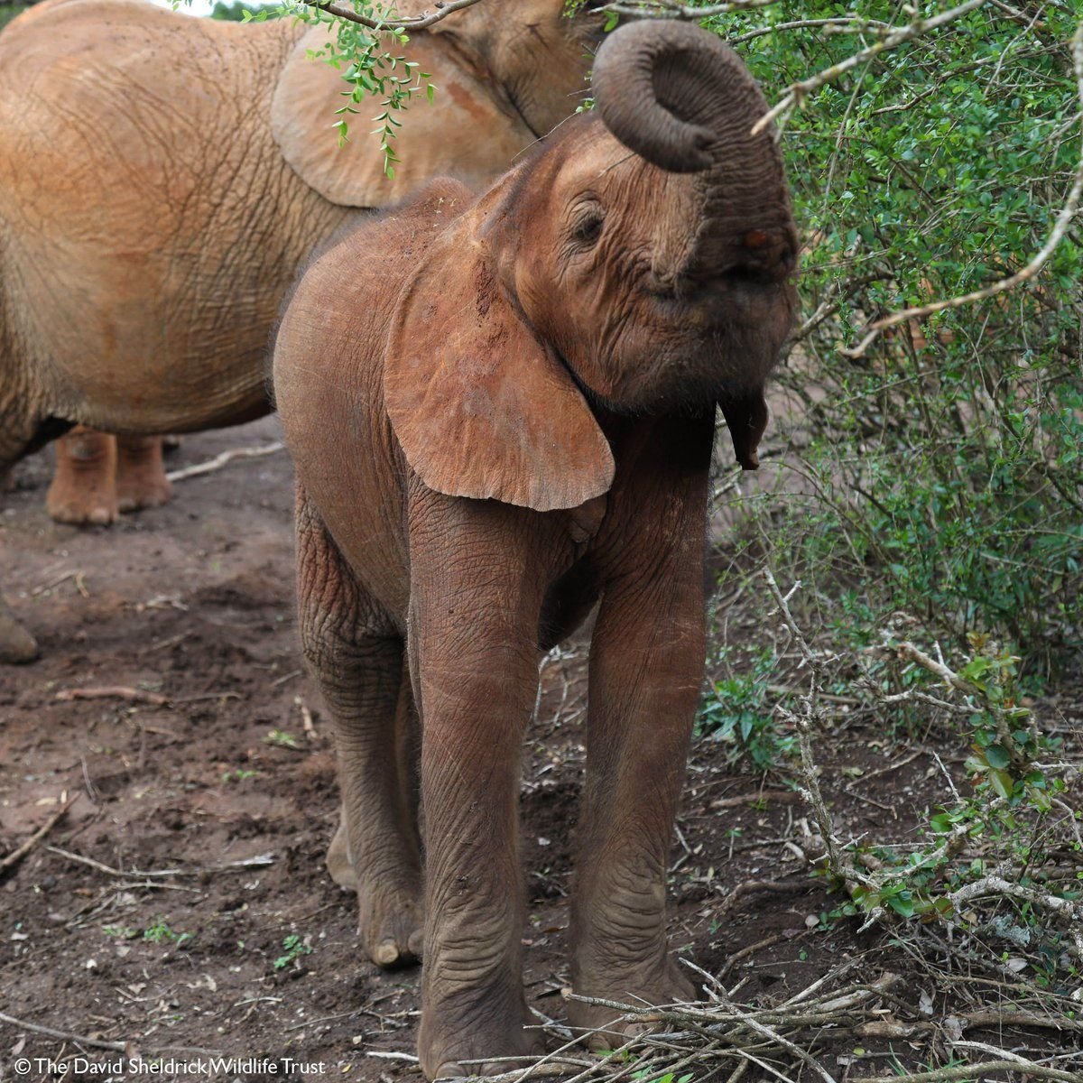 Суматранский слон