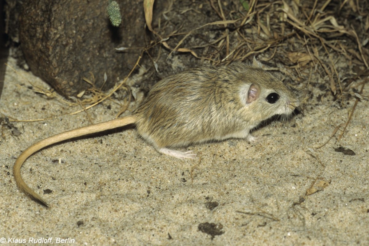 Короткоухая Песчанка