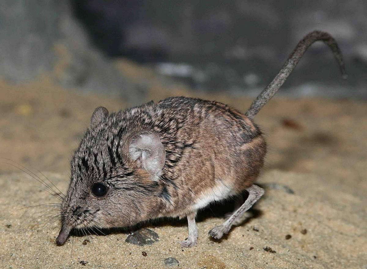 Короткоухий слоновый прыгунчик