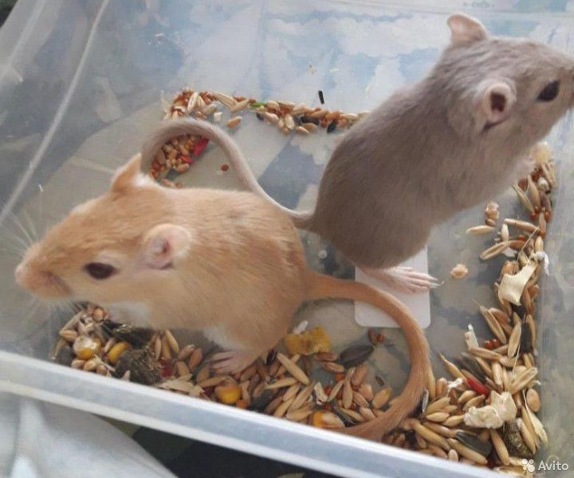 Песчанка монгольская