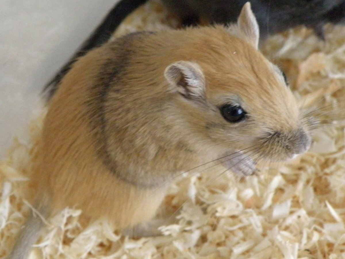 Песчанка длинношерстная