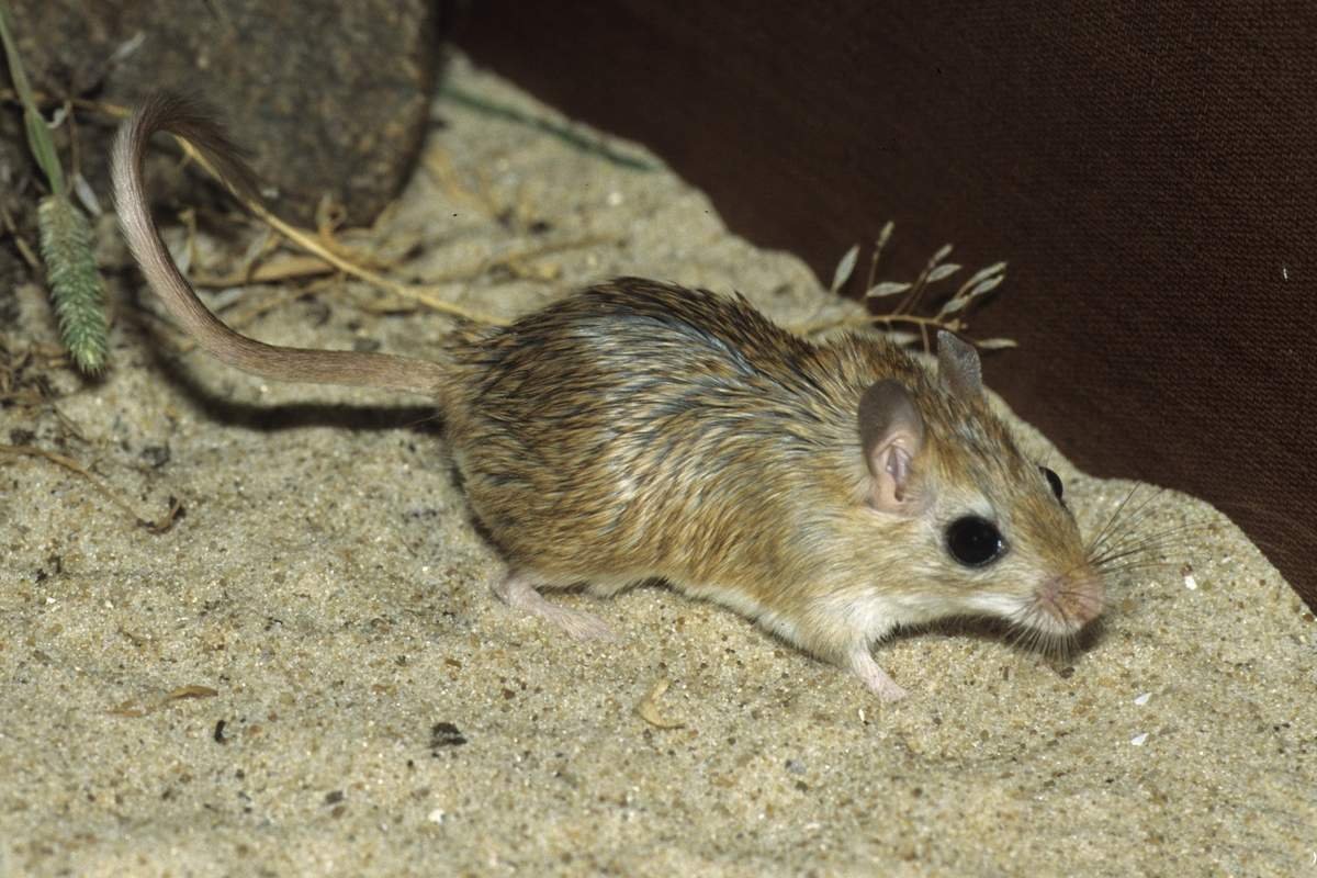 Короткоухая Песчанка