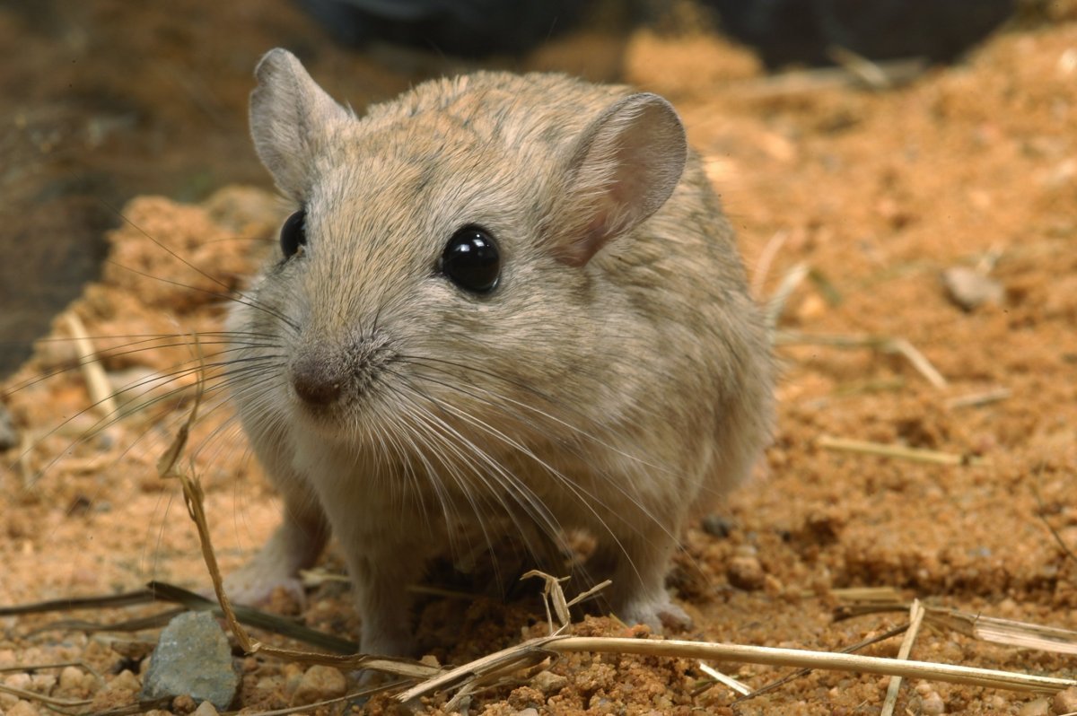 Песчанка монгольская