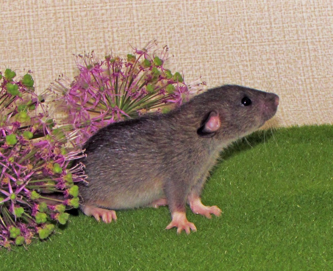 Агути Дамбо рекс