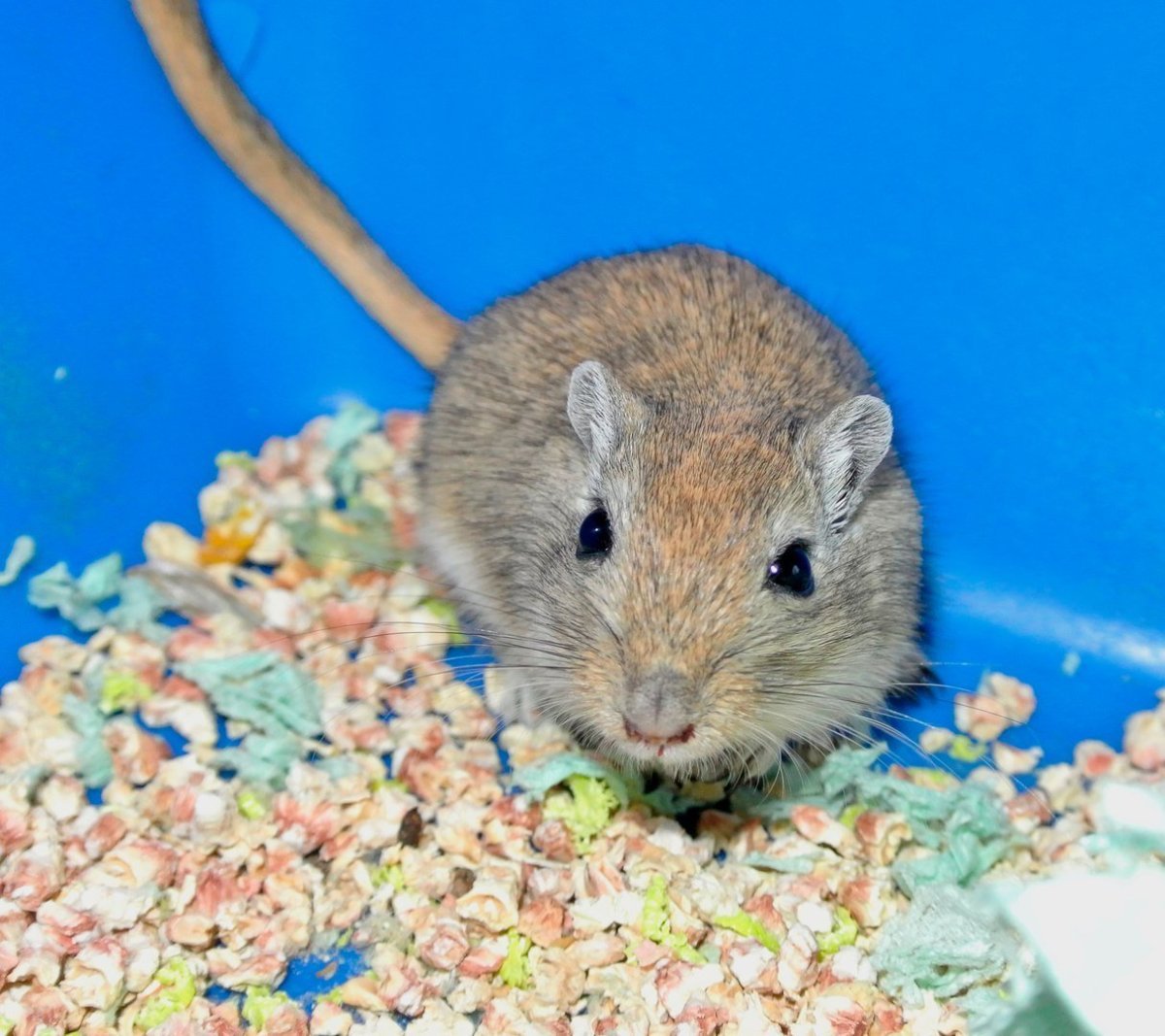 Короткоухая Песчанка