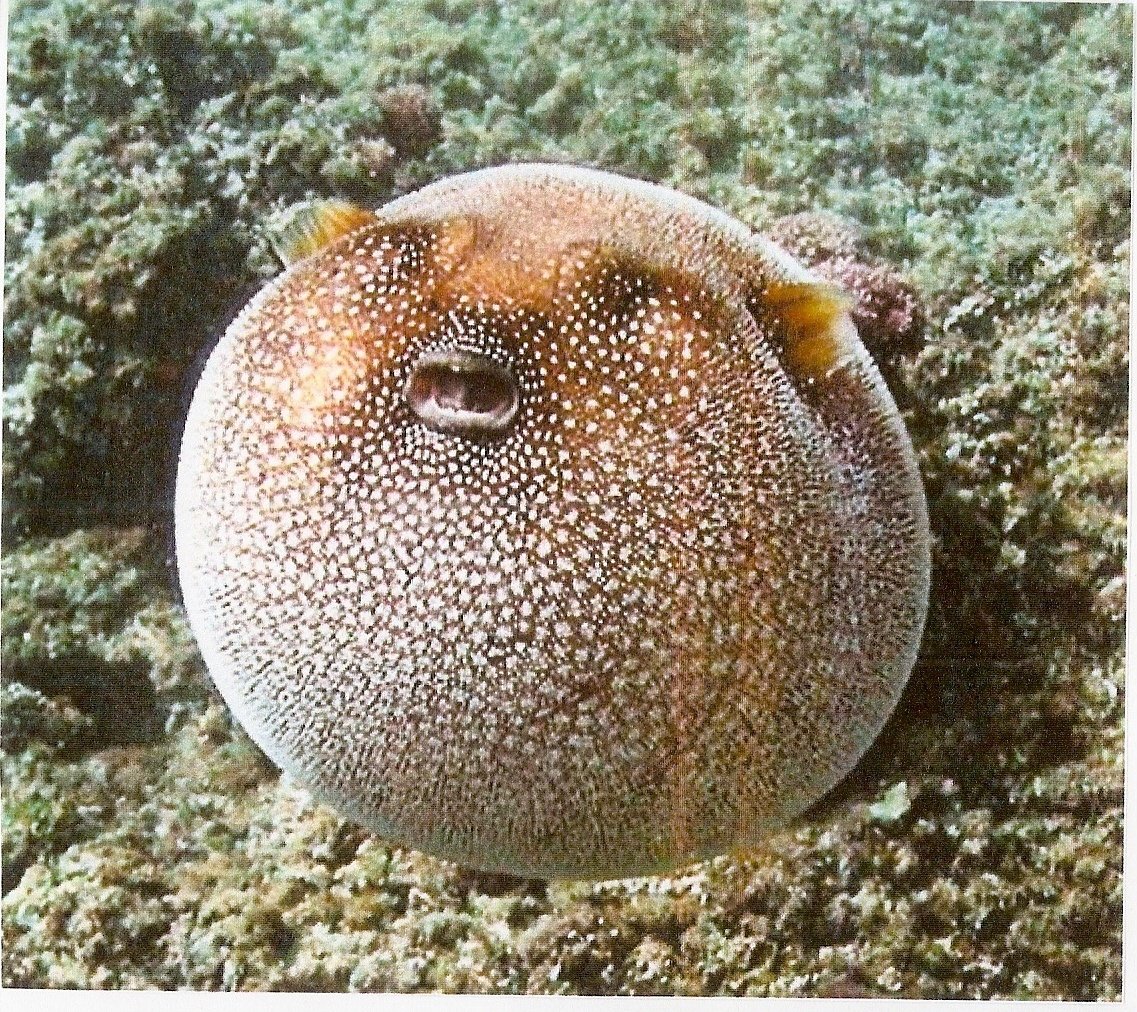 Зайцеголовый иглобрюх