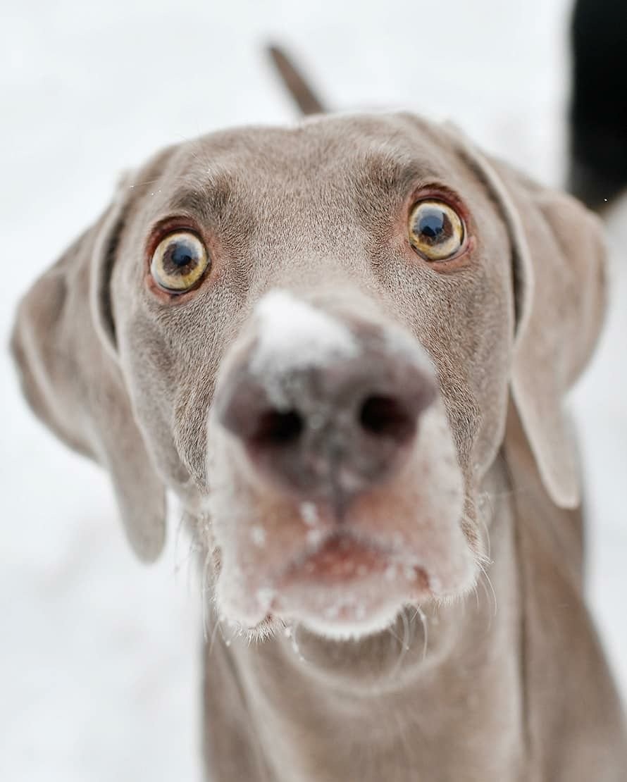 Веймаранер маленький