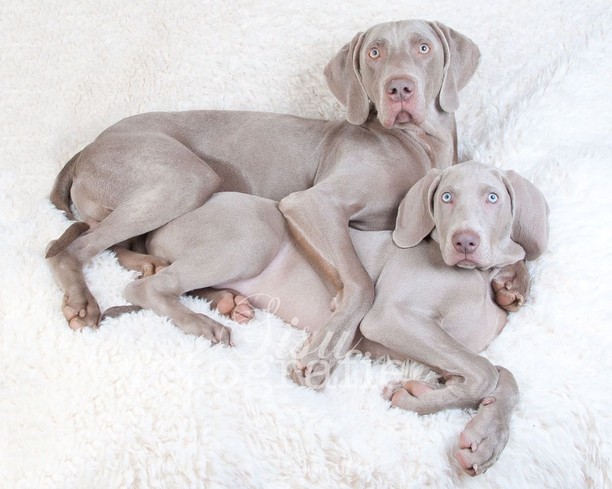 Гончая Веймаранер