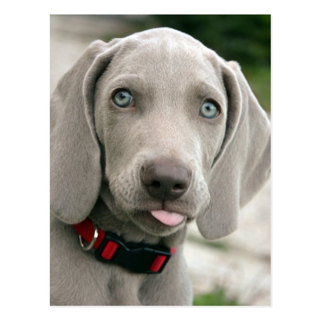 Веймаранер голубой