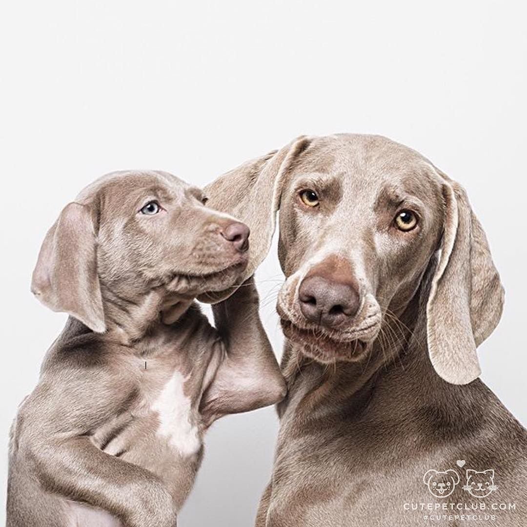 Веймаранер засыпает