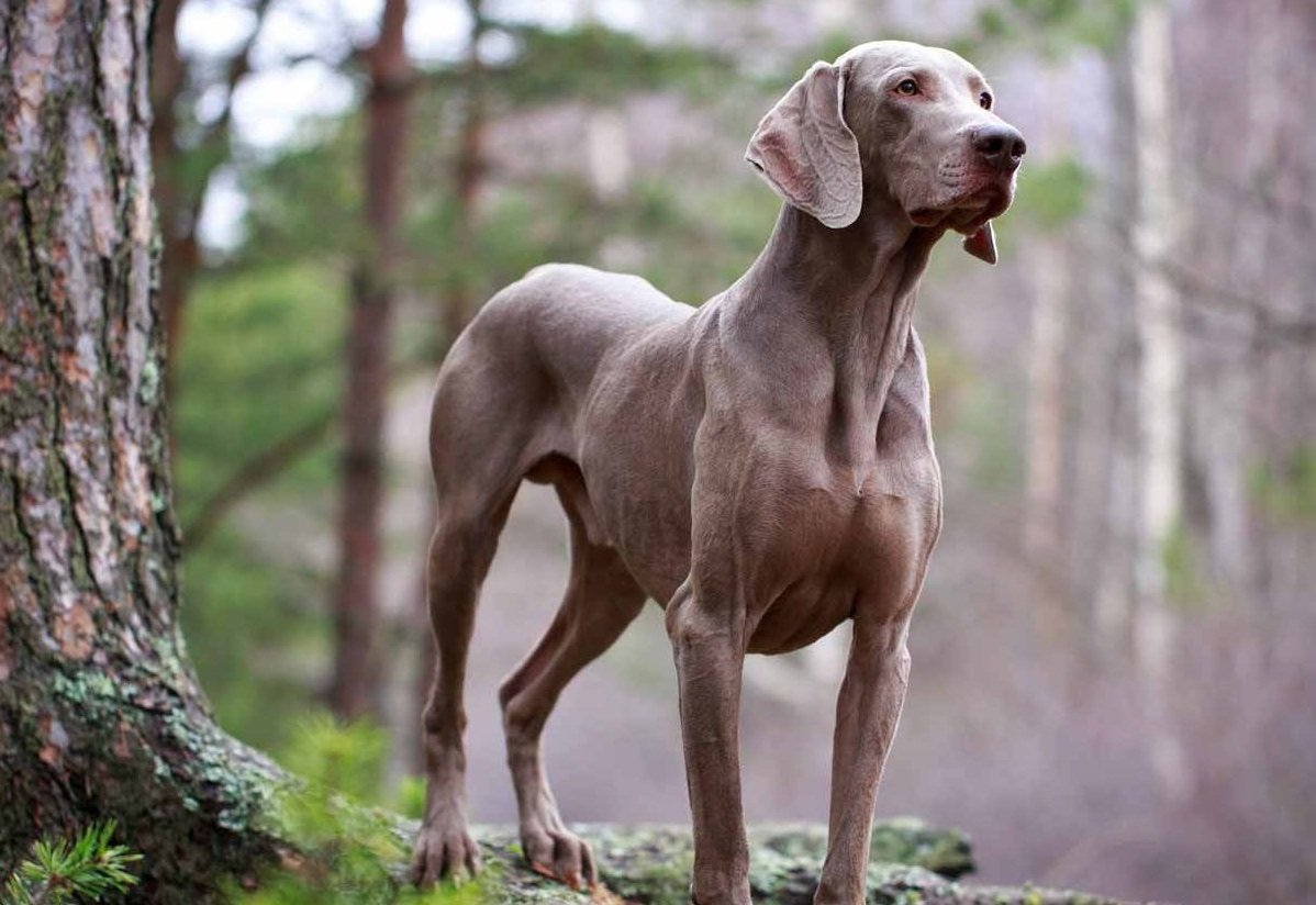 Веймаранер темно серый