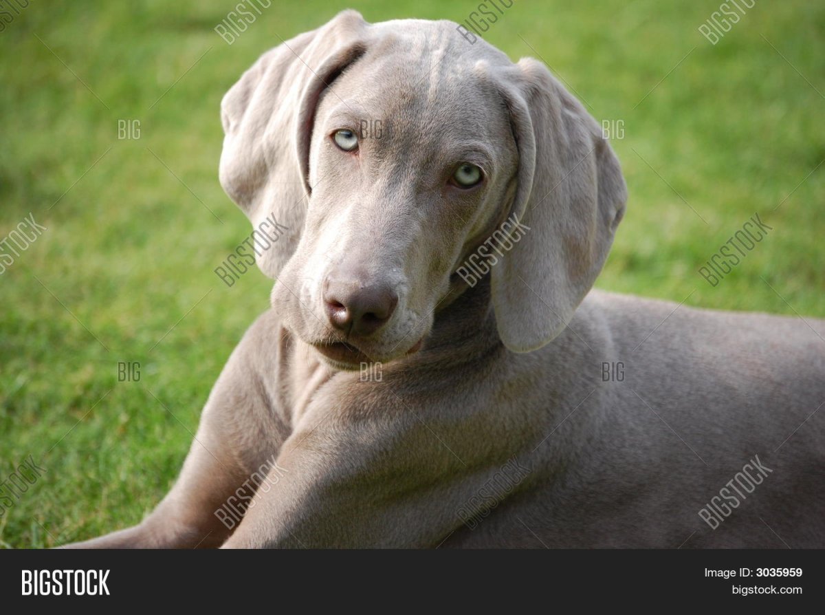 Вильям Вегман фотографии собак