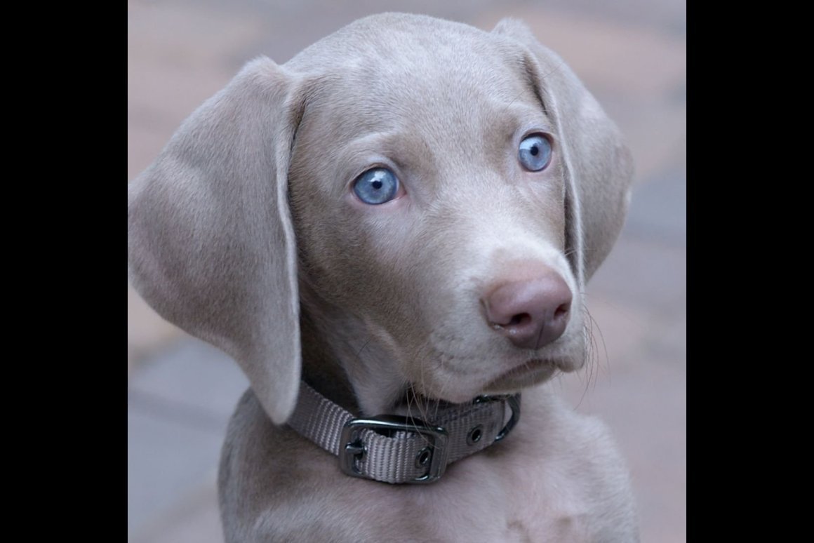 Веймаранер и немецкая овчарка