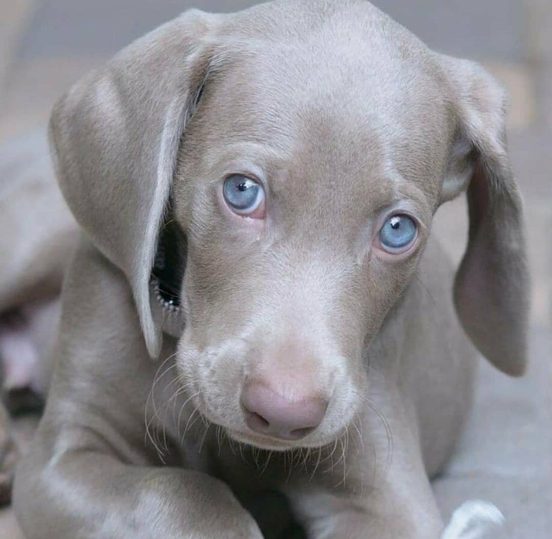 Гипоаллергенный Веймаранер