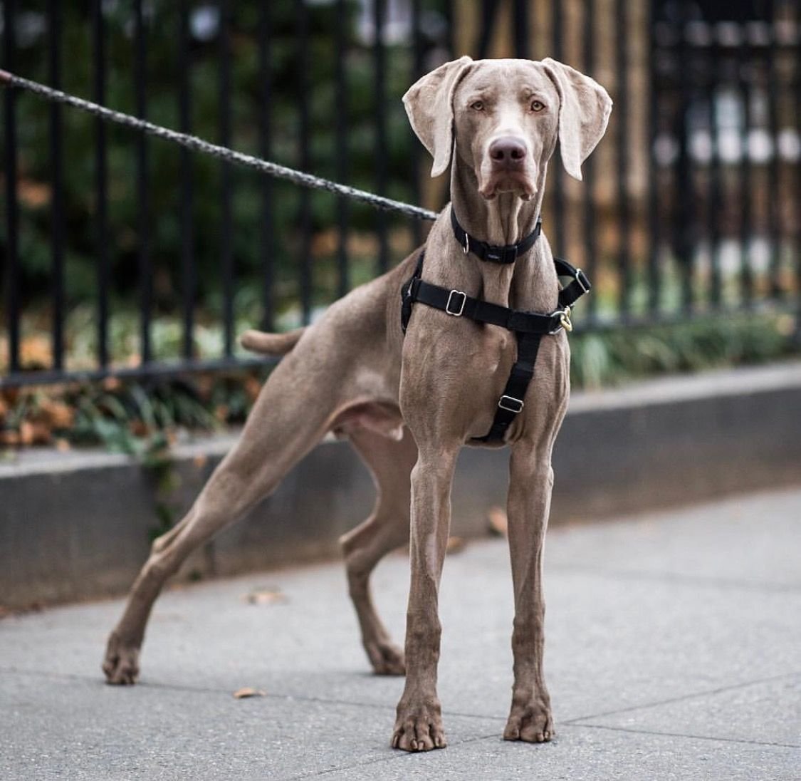 Веймаранер взрослый